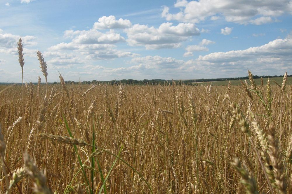 Более 1,5 млн тонн зерна убрали с полей в Нижегородской области
