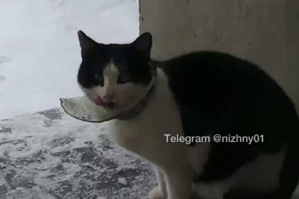 Нижегородцы спасли кота с разбитой стеклянной банкой на шее