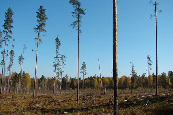 Предприниматель из Ветлуги незаконно спилил почти 1,5 тысячи живых деревьев