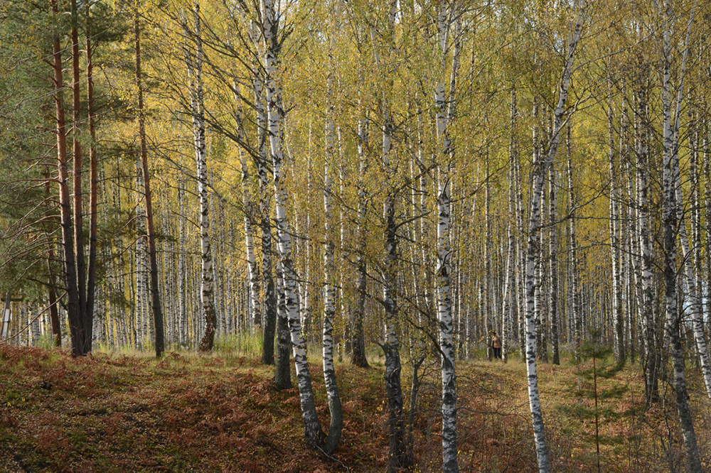 Нижегородцам рассказали, как не поддаваться осенней хандре