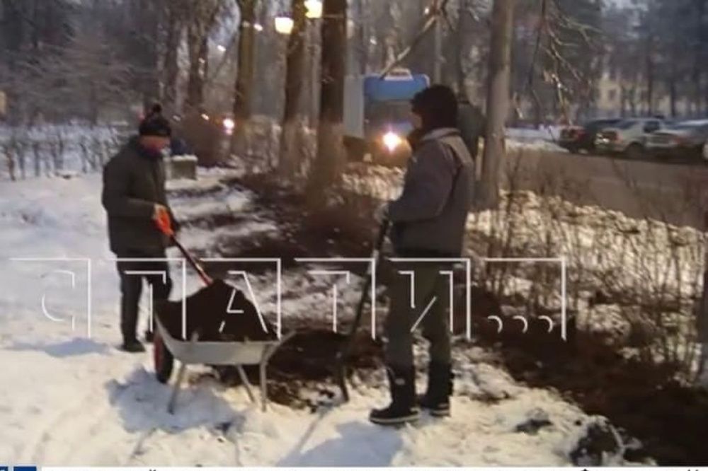 Деревья начали высаживать зимой в Нижнем Новгороде