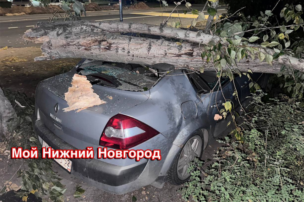 Паркуйтесь аккуратнее: поваленное ветром дерево повредило автомобиль в Московском районе