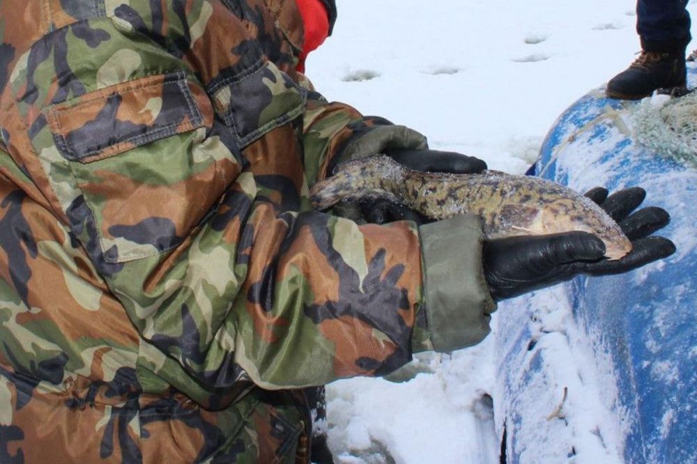 Фото Запрет на ловлю налима введен в Нижегородской области 15 декабря - Новости Живем в Нижнем