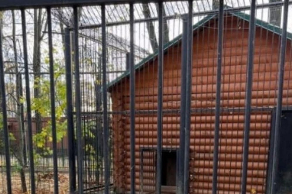 Управляющего балахнинского зоопарка осудят за нападение львицы на стажерку