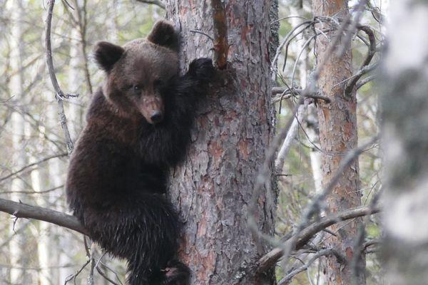 14 взрослых медведей и 8 медвежат живут в Керженском заповеднике