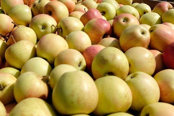 Муху-горбатку обнаружили в Нижегородской области в партии яблок из Молдовы
