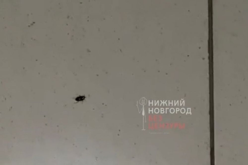 Пациенты рассказали о нашествии тараканов в больнице Дзержинска