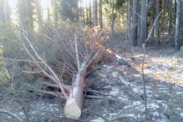 118 кубометров леса незаконно вырубили в Навашинском районе
