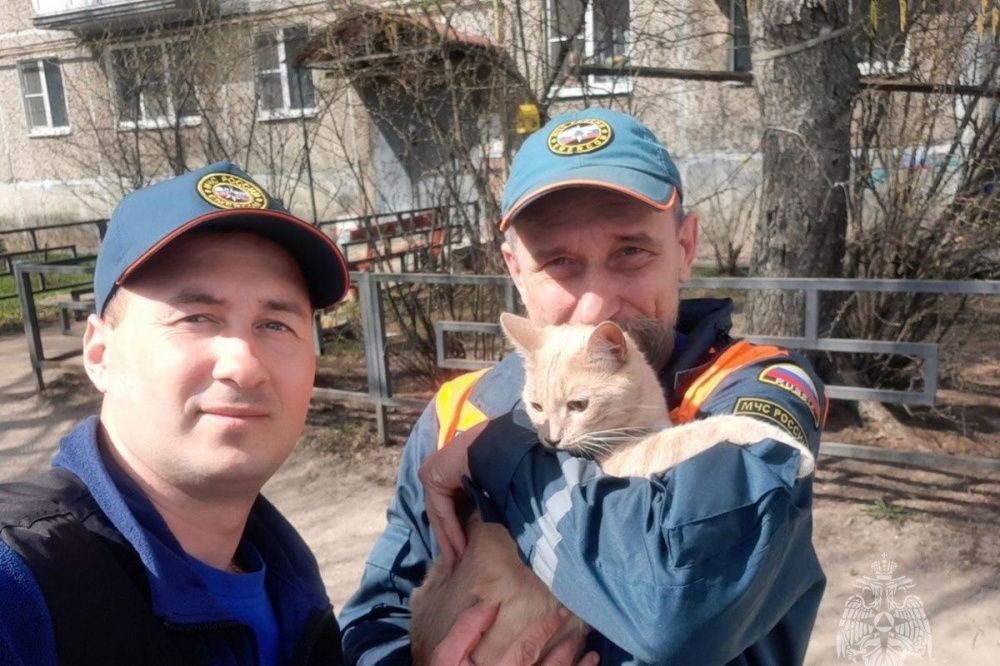 Фото Сотрудники МЧС спасли с высокого дерева домашнего кота на Бору - Новости Живем в Нижнем