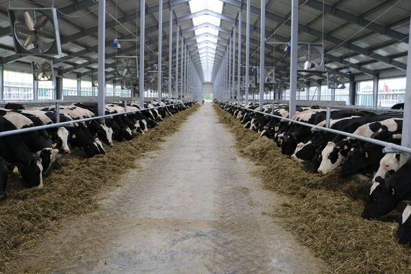 155 млн рублей направят на создание производства кормовых добавок для животноводства в Володарске