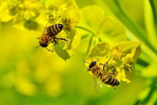 Нижегородские пчеловоды ожидают рекордный урожай меда в 2021 году