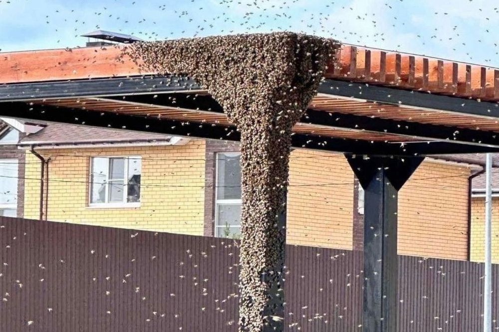 Пчелы атаковали детскую площадку в нижегородском ЖК «Анкудиновский парк»