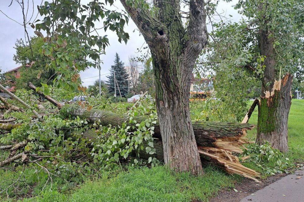 Фото Коммунальщики отработали 60% заявок по упавшим деревьям в Нижнем Новгороде - Новости Живем в Нижнем