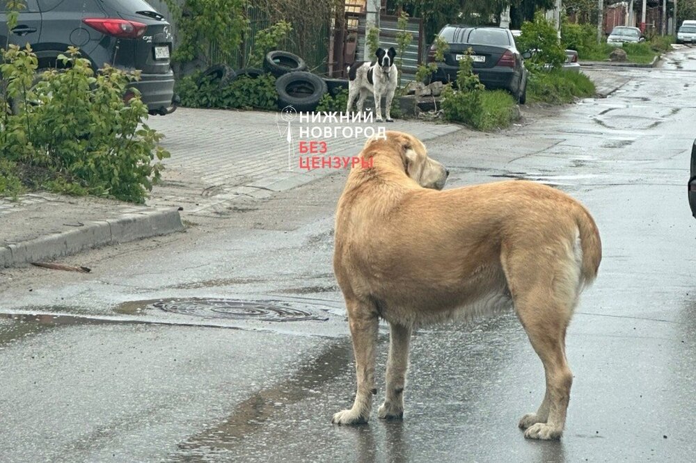 «Страшно выйти на улицу»: стая собак терроризирует нижегородцев