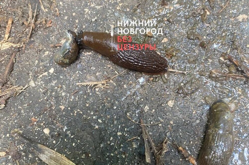 Нижегородские дачники пожаловались на поедающих урожай слизней после дождя