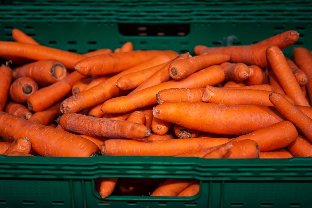 В Нижегородской области стоимость лука, свеклы и моркови снизилась почти на 9%