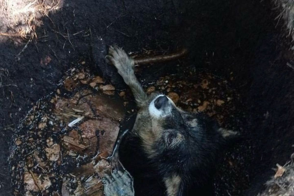Фото Провалившуюся в открытый люк собаку спасли в Нижегородской области - Новости Живем в Нижнем