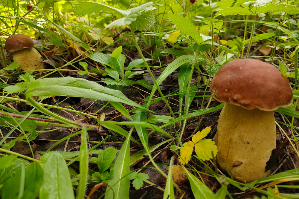 Белые грибы начали находить в лесах Нижегородской области
