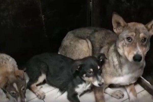 Фото Несколько щенков снова удалось спасти с завода ГАЗ - Новости Живем в Нижнем