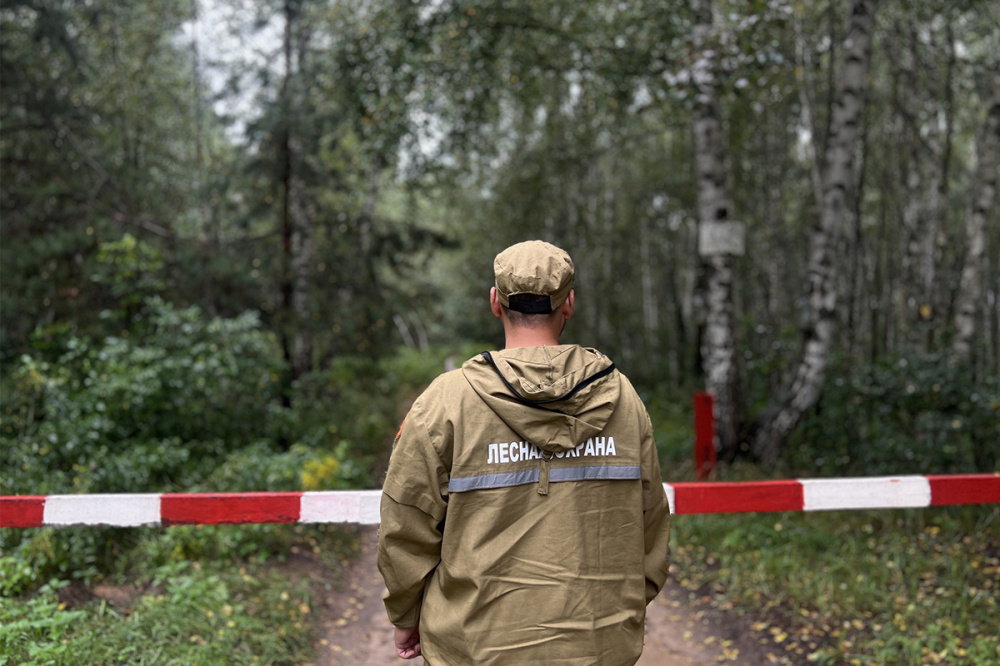 Фото Грибные и ягодные места поставлены под контроль в Нижегородской области - Новости Живем в Нижнем