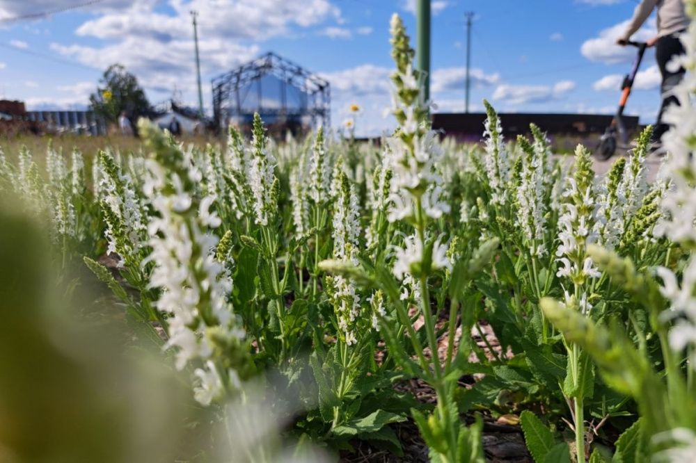 Облачная с прояснениями погода и +24 °C ждет нижегородцев 27 июня