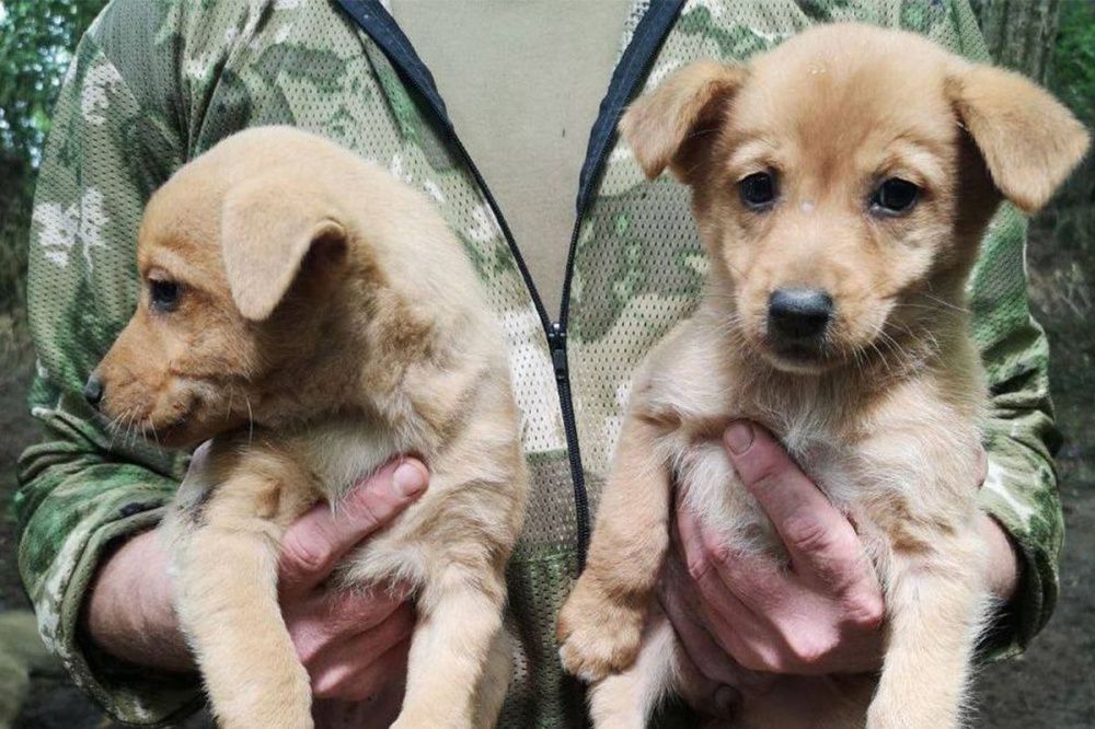 Собаки и кошки из зоны спецоперации приедут в Нижний Новгород