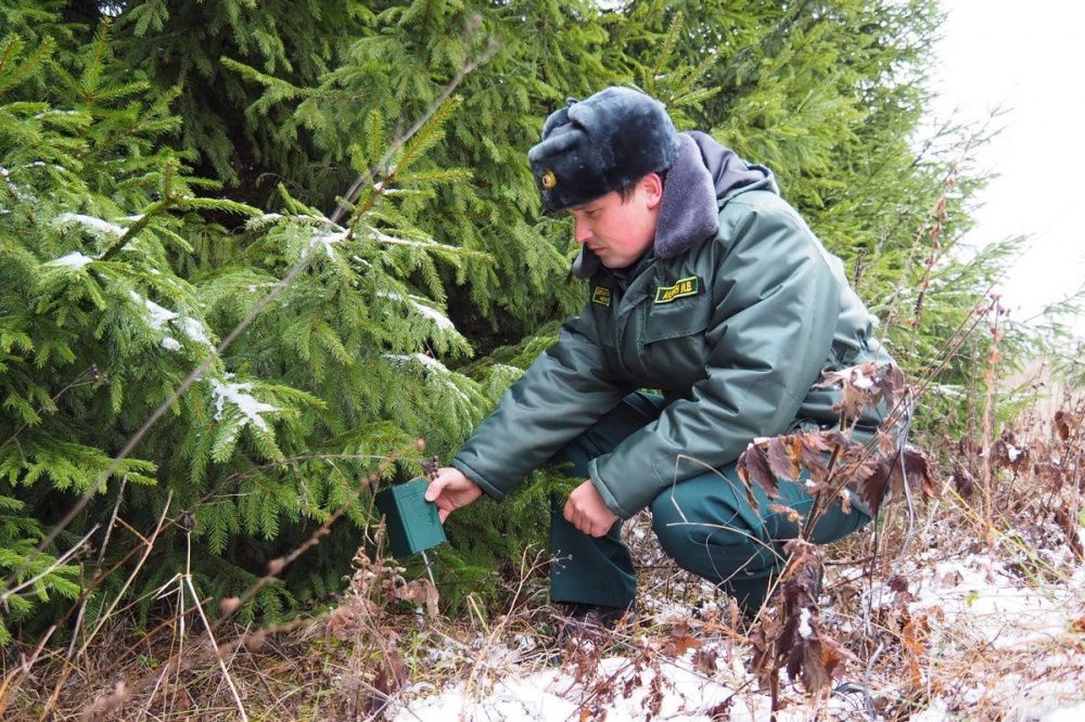 Охрана молодых елок усилена в Нижегородской области до 31 декабря