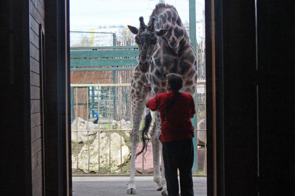 Свадьба жирафов пройдет в нижегородском зоопарке «Лимпопо»