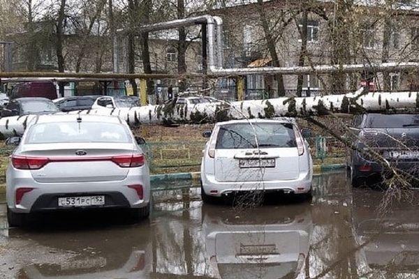 Упавшее дерево придавило четыре автомобиля в Нижнем Новгороде