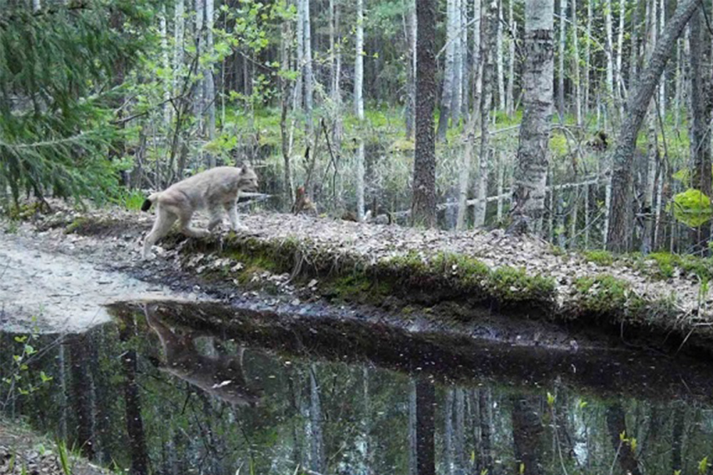 Весенняя прогулка рыси попала в объектив фотоловушки в Керженском заповеднике