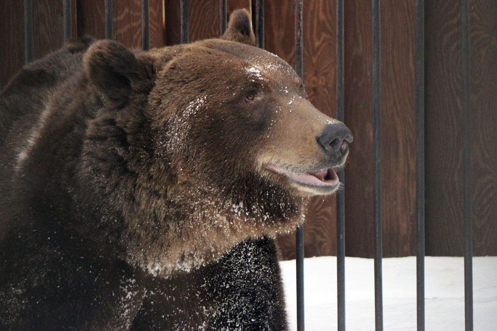 Медведи Ляля и Балу вышли из зимней спячки в нижегородском зоопарке «Лимпопо»