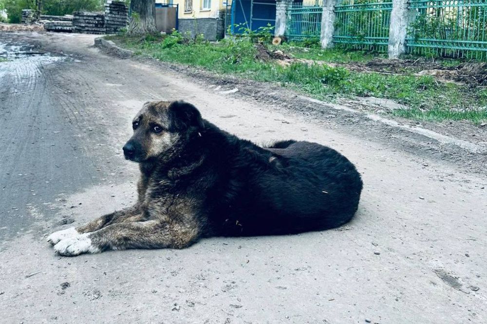 Нижегородский Хатико живет около больницы №10 более 15 лет