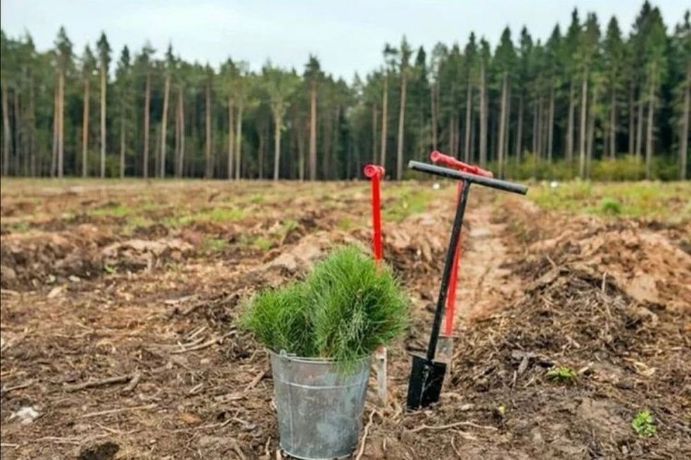 В Нижегородской области в 2022 году планируют восстановить больше 14 тысяч га леса