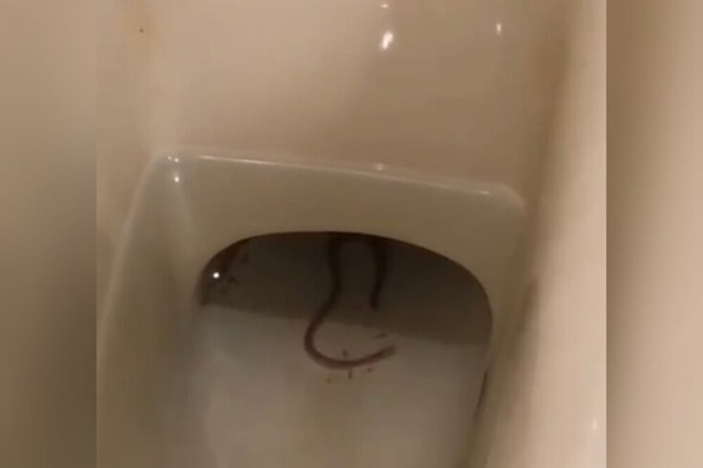Нижегородцев напугал вылезший из туалета огромный червь