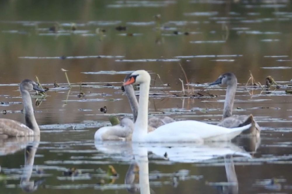 Двое нижегородцев устроили стрельбу у озера с лебедями в Артемовских лугах