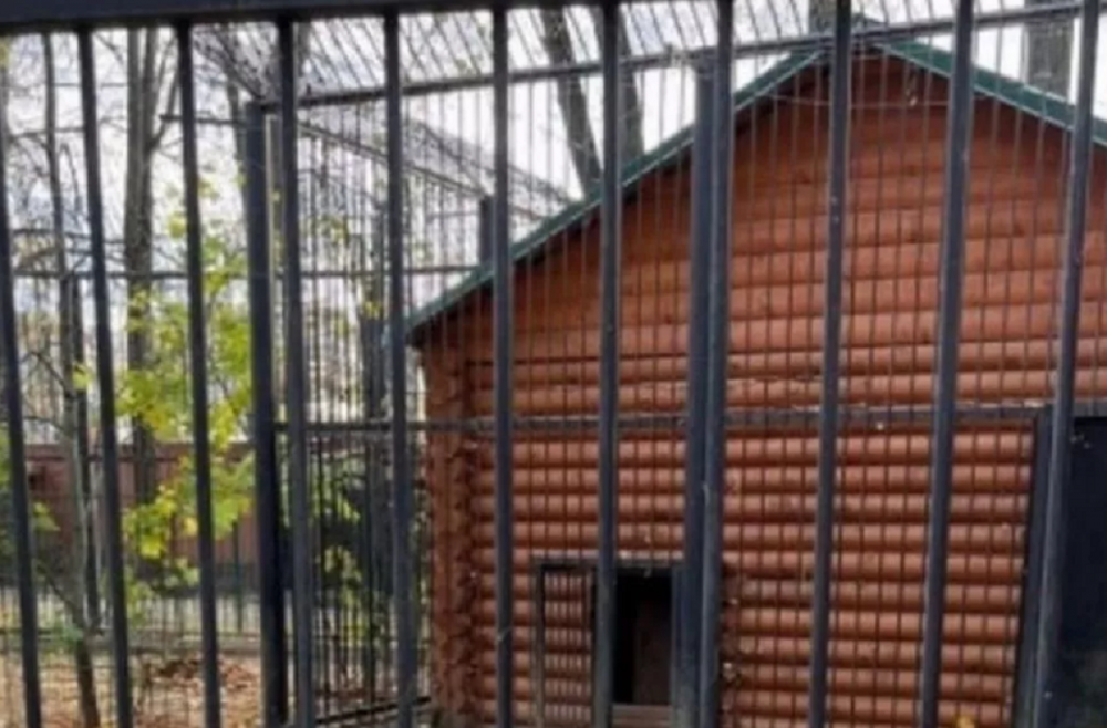 Зоопарк в Балахне оштрафован на 210 тысяч рублей за нападение львицы на стажерку