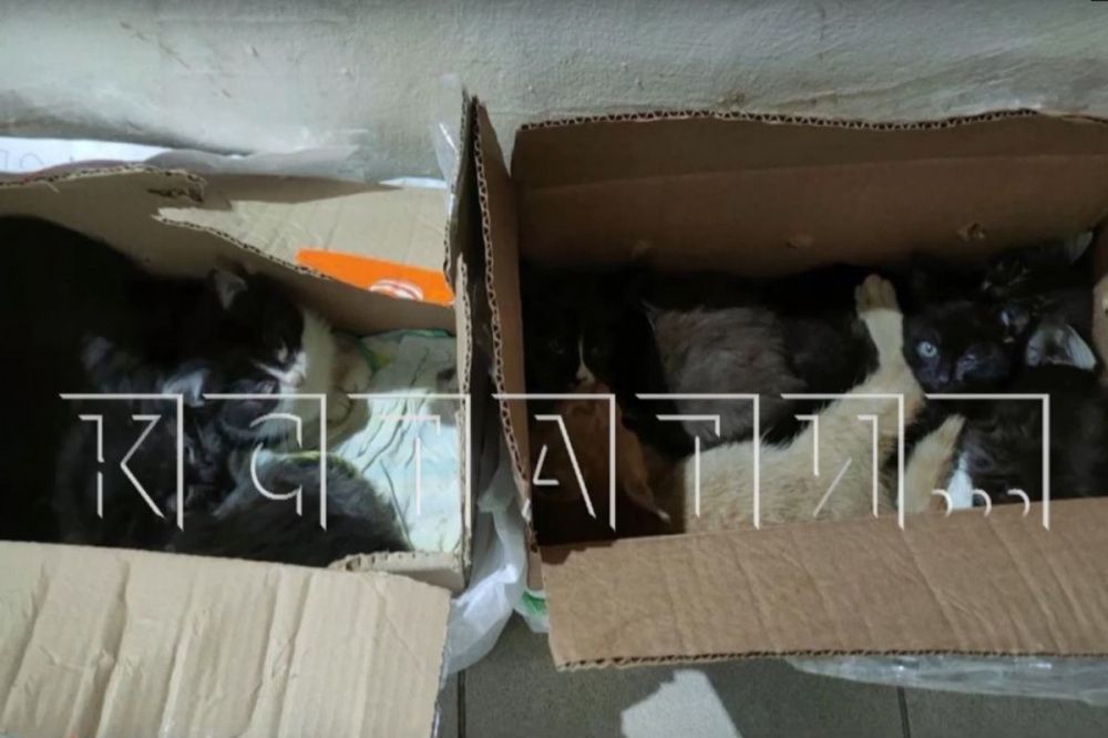 Работники зоомагазина заперли нижегородку за подбрасывание к их двери больных котят