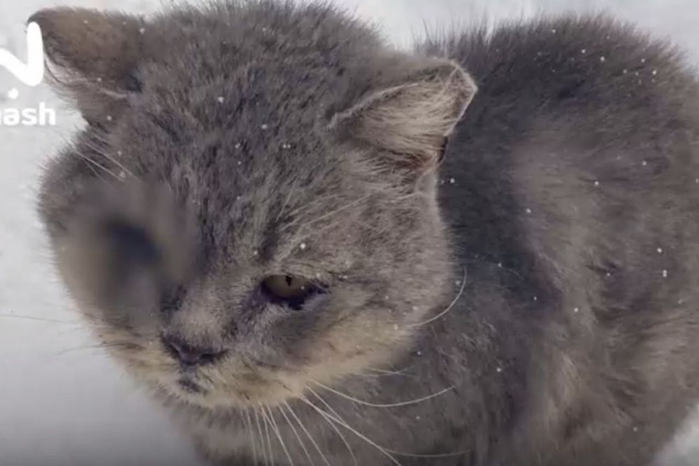 Брошенный кот в Нижегородской области больше года жил с двумя пулями в теле