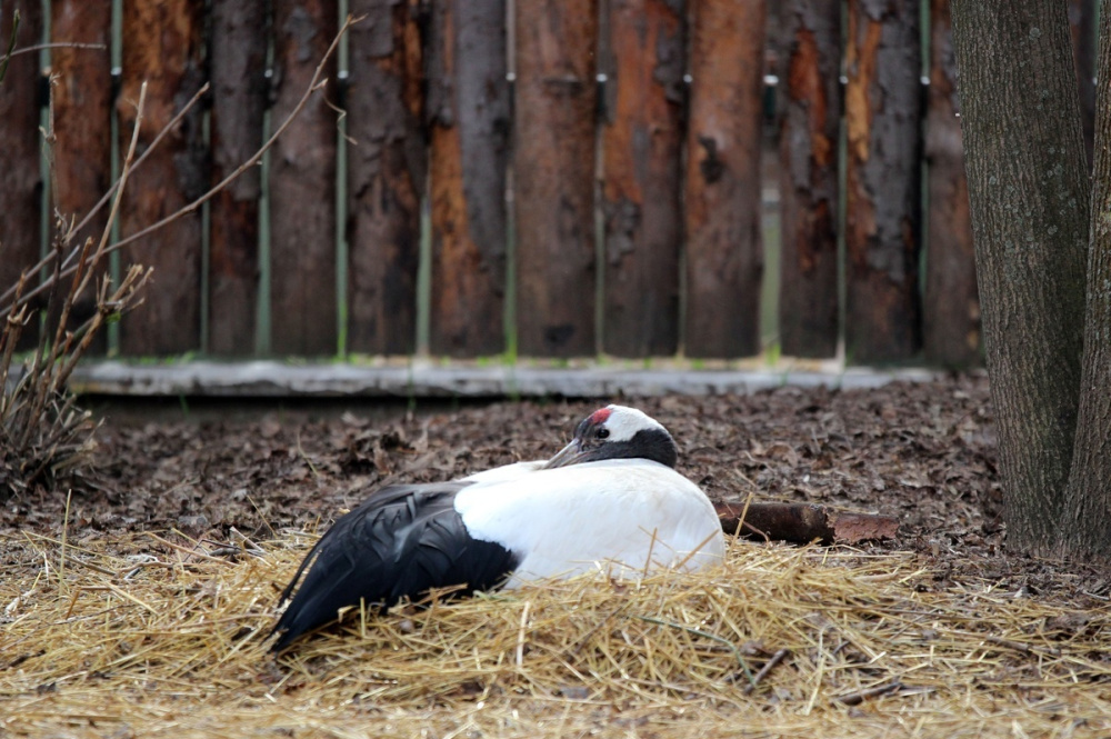Птенцы скоро появятся у четырех пар птиц в нижегородском зоопарке