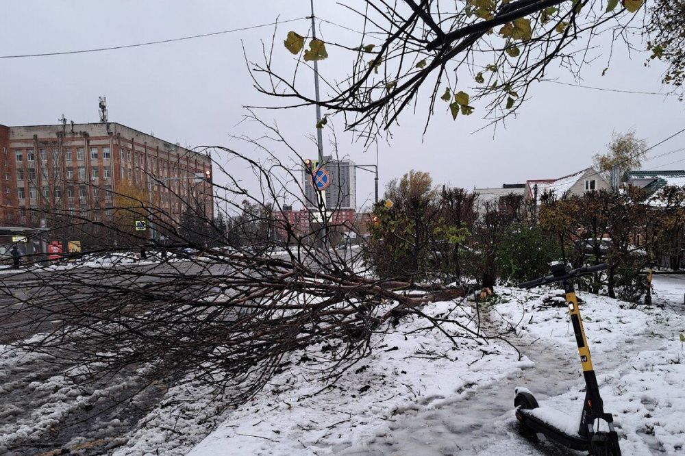 Сильный ветер повалил больше 200 деревьев в Нижнем Новгороде 17 октября