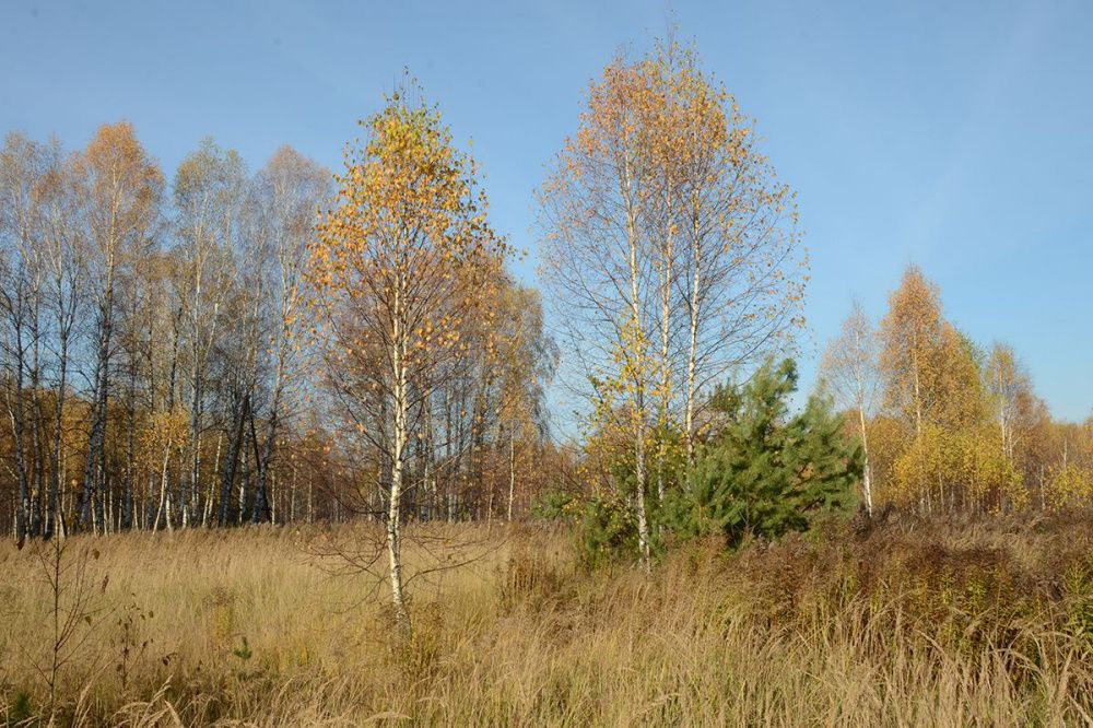 Фото Прогноз погоды на осень опубликовали в Нижегородской области - Новости Живем в Нижнем