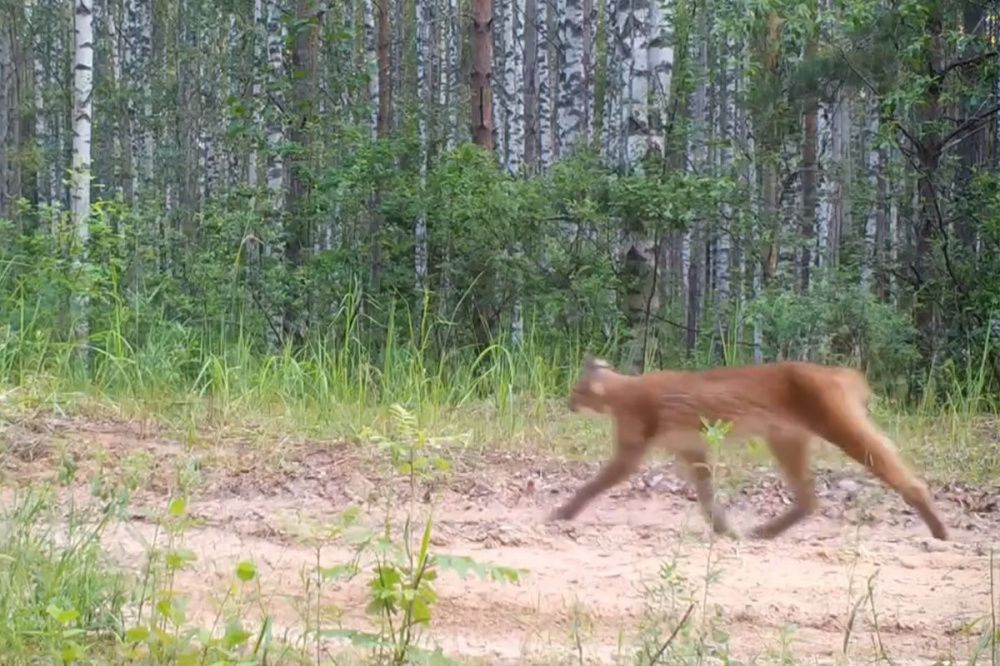 Фотоловушка зафиксировала рысь с неизвестной ношей в Керженском заповеднике
