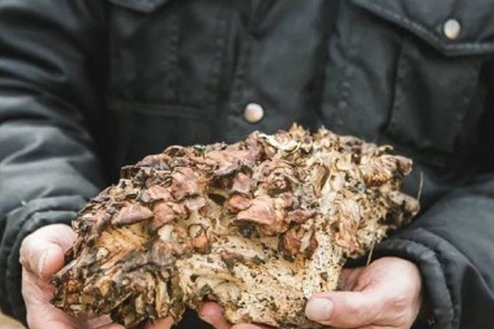 Краснокнижный танцующий гриб впервые обнаружили в нижегородском парке «Швейцария» 