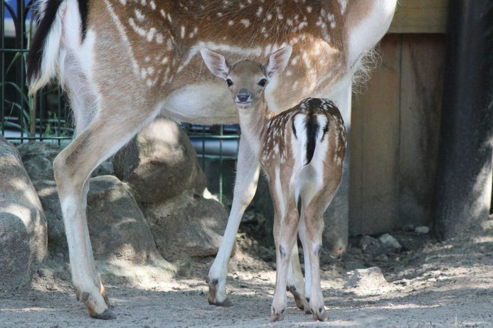 Две самки европейской лани родились в нижегородском зоопарке «Лимпопо»