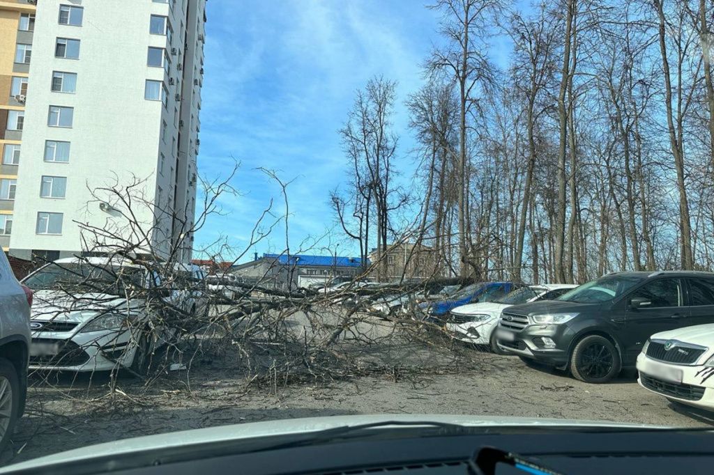Зафиксированы десятки случаев падения деревьев на машины