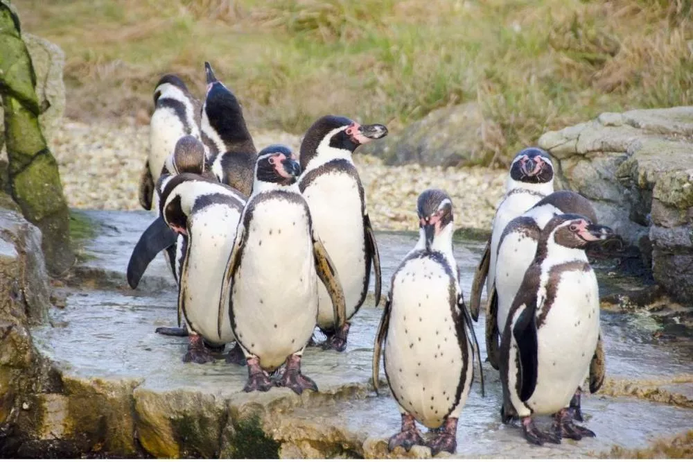 Фото Пингвины Гумбольдта поселились в нижегородском зоопарке «Лимпопо» - Новости Живем в Нижнем