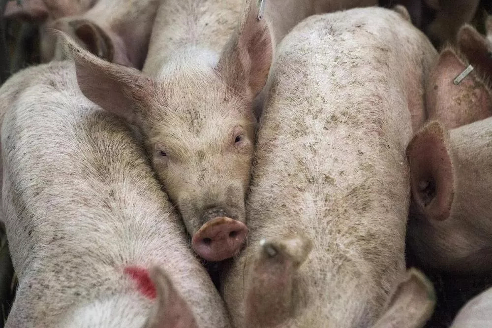 Африканскую чуму свиней выявили в Сосновском районе