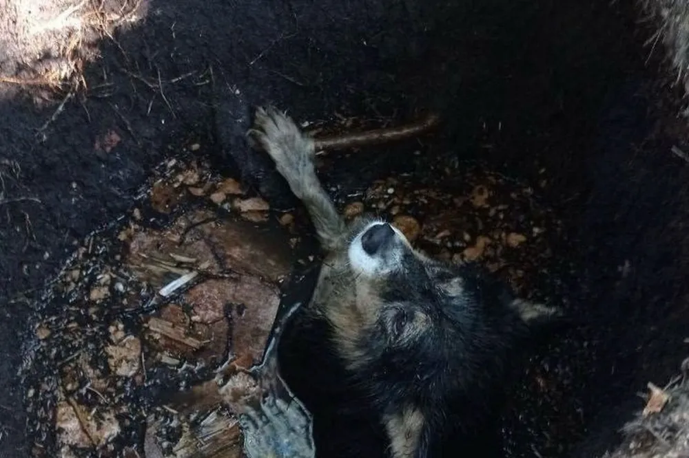 Провалившуюся в открытый люк собаку спасли в Нижегородской области
