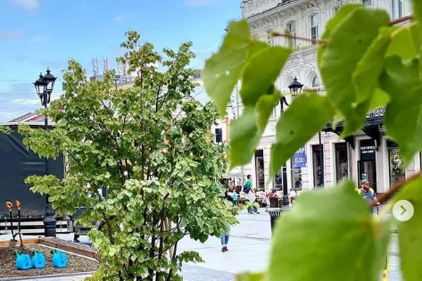 Более 30 молодых деревьев посадили на Театральной площади в Нижнем Новгороде