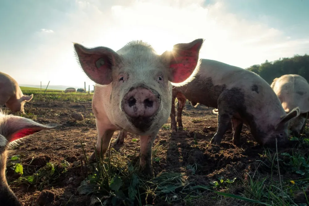 Вспышка африканской чумы свиней зафиксирована в Нижегородской области 